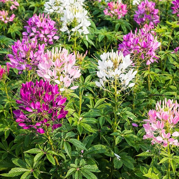 Eden Brothers Cleome Seeds - Mixed Colors