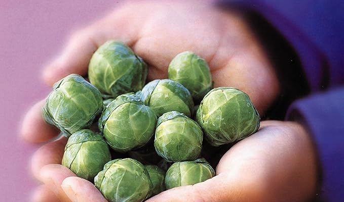 Seeds Vegetable Brussels Sprout Cabbage Green (Possible to Grow Indoor) - 150 Seeds