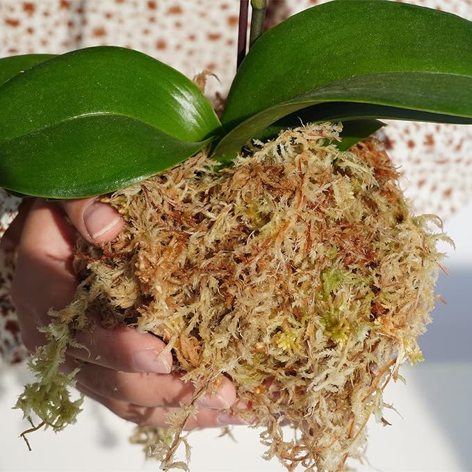 Sphagnum Moss 1.2 lb for DIY Moss Pole, Great Potting Mix for Indoor Plants, Help with Maintain Humidity