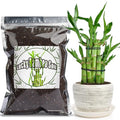 Premium Lucky Bamboo Soil Mix 10qt, Indoor Plants Potting Mix for All Potted Luncky Bamboo, Promote Healthy Growth and Longevity