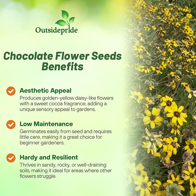 Outsidepride Chocolate Flower Scented Daisy Seeds for Planting – 50 Pcs. Perennial Wildflower Seeds, Low Maintenance, Highly Adaptable, Fragrant Flowers for Gardens