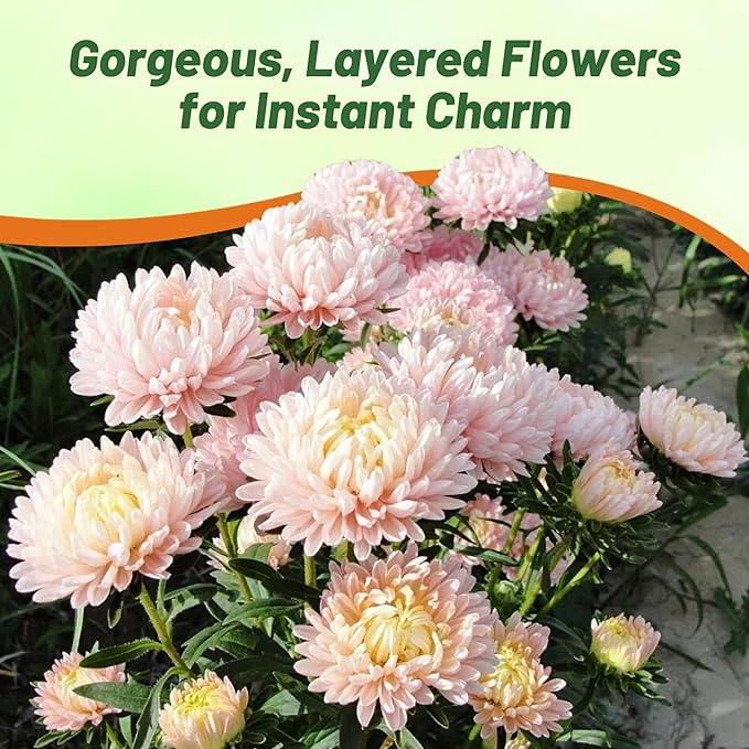 Outsidepride Paeony Aster Seeds - 1,000 Pcs Annual, Hardy & Pollinator Friendly Flower Seeds for Planting Vibrant Double Incurved Pink Petals, Ideal for Meadows & Aesthetic Gardens