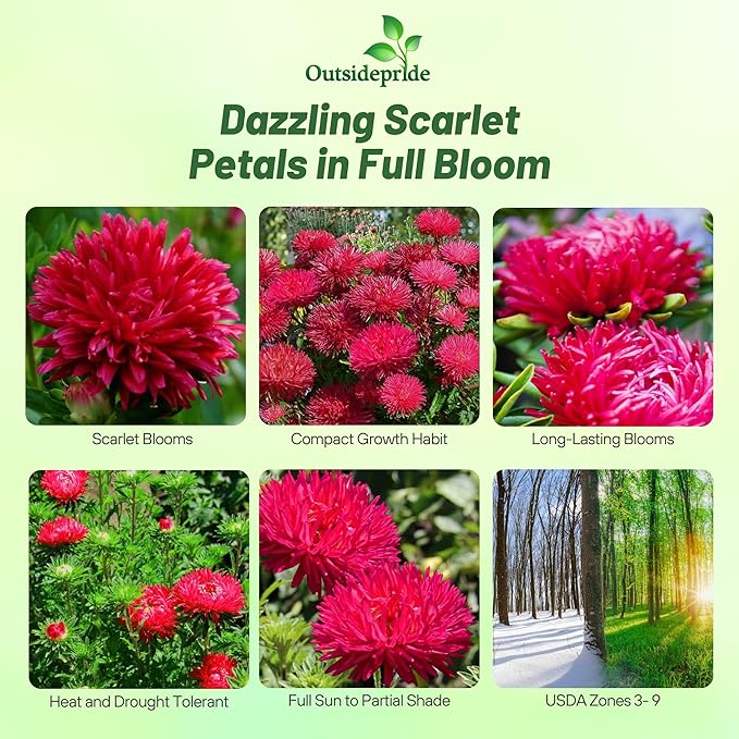 Outsidepride Paeony Aster Seeds - 1,000 Pcs Annual, Hardy & Pollinator Friendly Flower Seeds for Planting Vibrant Double Incurved Scarlet Petals, Ideal for Meadows & Aesthetic Gardens