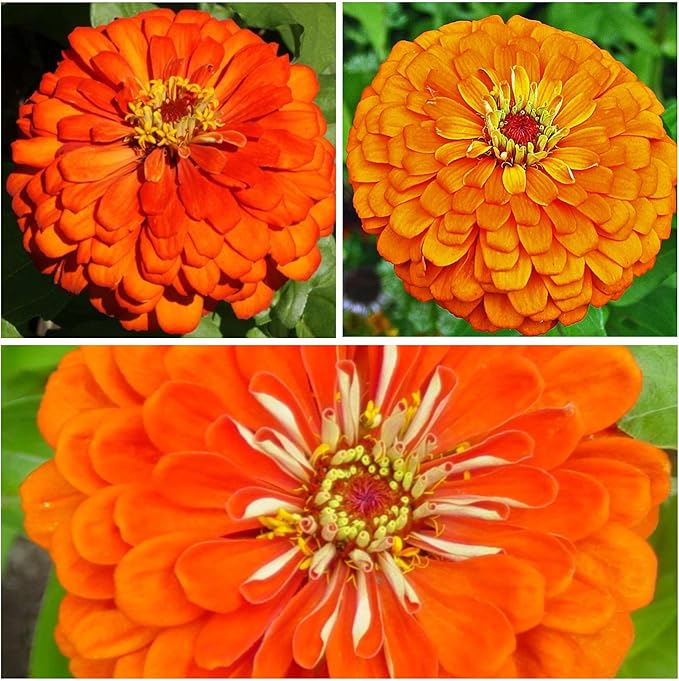 Seed Needs Zinnia Seeds for Planting Orange King Zinnias - Heirloom & Open Pollinated Wildflower Seed to Plant a Butterfly Garden - Great for Cut Flowers (1 Pack)