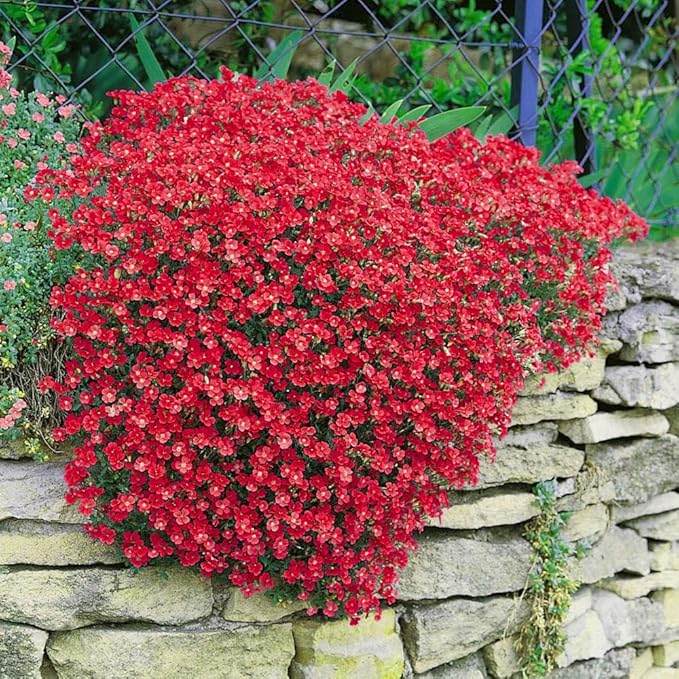 Outsidepride Cascade Red Aubrieta Rock Cress Seeds - 2000 Pcs Perennial Flower Seeds, Easy to Grow, Low Maintenance, Cascading & Low Growing, for Baskets, Rock Walls, or Ground Covers