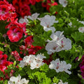 20 Mixed Geranium Seeds for Planting, Perennial Pelargonium Flower Seed, Heirloom Non-GMO Geranium Seeds for Small Garden Border, Home Outdoor