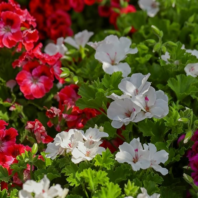 20 Mixed Geranium Seeds for Planting, Perennial Pelargonium Flower Seed, Heirloom Non-GMO Geranium Seeds for Small Garden Border, Home Outdoor