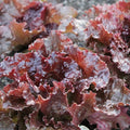 Organic Red Sails Leaf Lettuce Seeds - 1 g Packet ~893 Seeds - Non-GMO, Certified Organic, Heirloom - Vegetable Garden - Lactuca Sativa