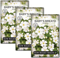 Sow Right Seeds - Annual Baby’s Breath Seeds for Planting - Non-GMO White Flowers Heirloom Packet with Instructions to Plant in Your Home Garden - Snow Like Blooms - Fresh and Dried Cut Flower (3)
