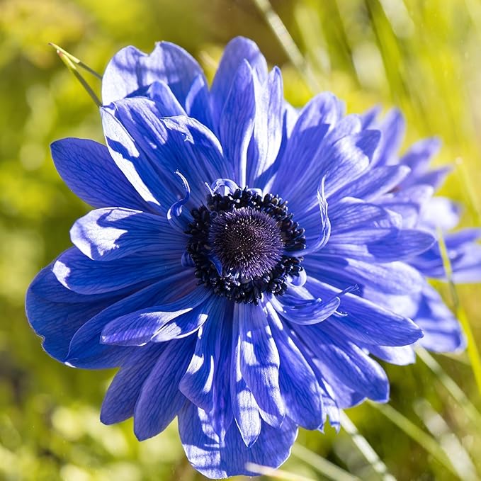 Easy to Grow Anemone Lord Lieutenant 20 Plant Bulbs - Blue Violet Flowers in Spring, Full Sun