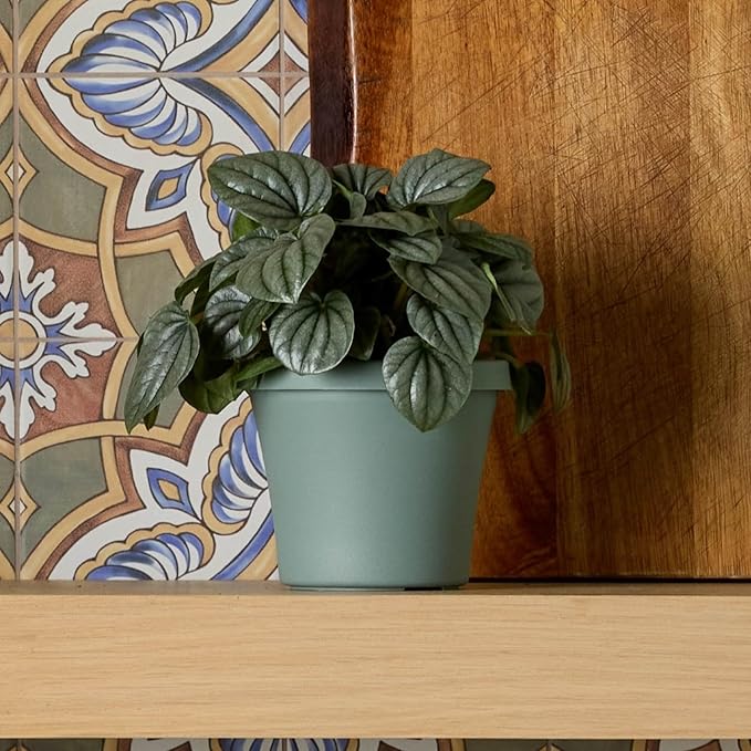 Bloem Terra 4" Diameter Round Basil Resin Planter Pot with Pre-Drilled Drainage Holes for Indoor and Outdoor Gardening
