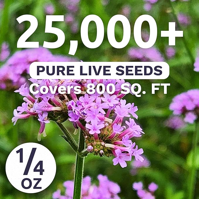 Purpletop Verbena – Large 1/4 Ounce Seed Packet – 25,000 Flower Seeds for Planting – Verbena bonariensis
