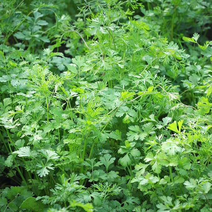 400Pcs Cilantro Seeds for Planting, Coriander Seeds Vegetable to Grow Indoor Outdoor