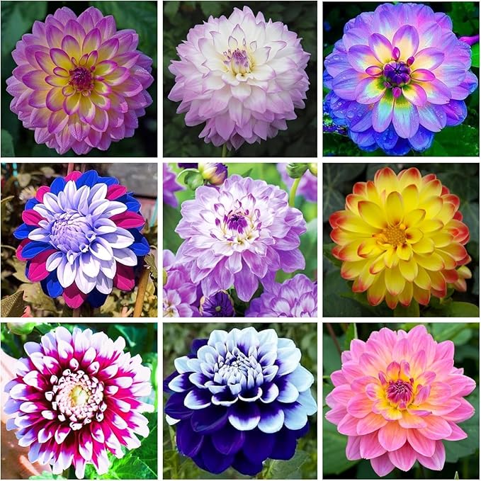 200+ PCS Mix Dahlia Seeds Flowers Compound Petals Multi-Color Beautiful Annual Outdoor Garden Potted Plants Non-GMO Dahlia for Planting Dahlia Pinnata Seeds