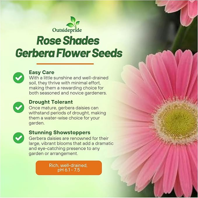 Outsidepride Rose Shades Gerbera Seeds - 10 Pcs Perennial, Compact & Low Maintenance, Flower Seeds for Planting w/Vibrant Rose Blooms, Ideal for Garden Landscaping & Cut Flower Arrangements