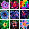 115+Perennial Hibiscus Flower Seed for Planting Outdoor Tropical Garden Non-GMO Heirloom