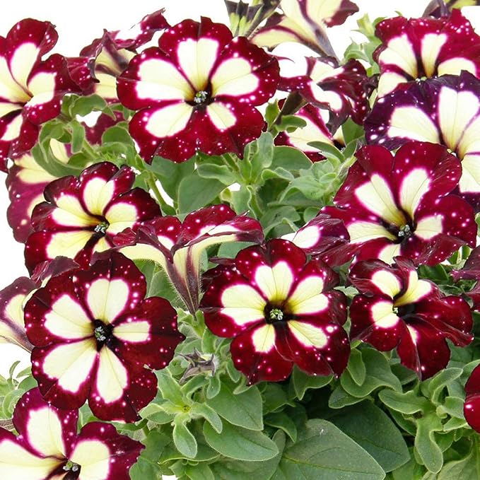 1000+ Mixed Petunia Seeds for Planting - Dwarf Wave Petunia Flower Seeds for Home Garden Non-GMO Heirloom Flower