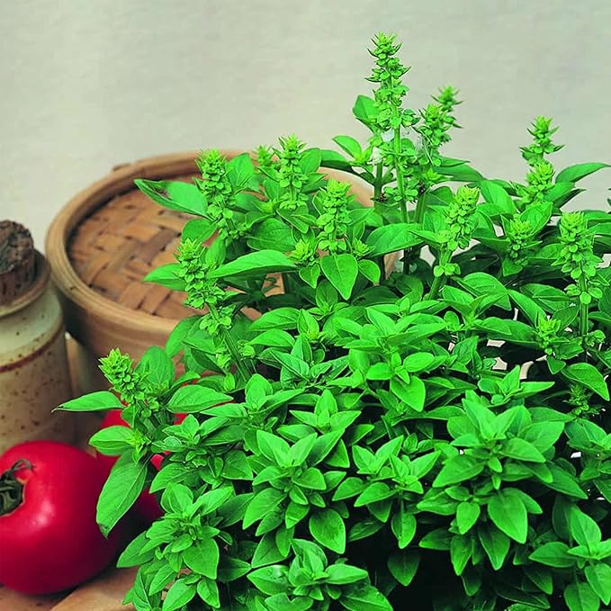 Basil Seeds - Spicy Globe - 4 Oz - Non-GMO, Heirloom - Bush Herb Garden Seeds: Gardening, Microgreens - Ocimum basilicum Minimum