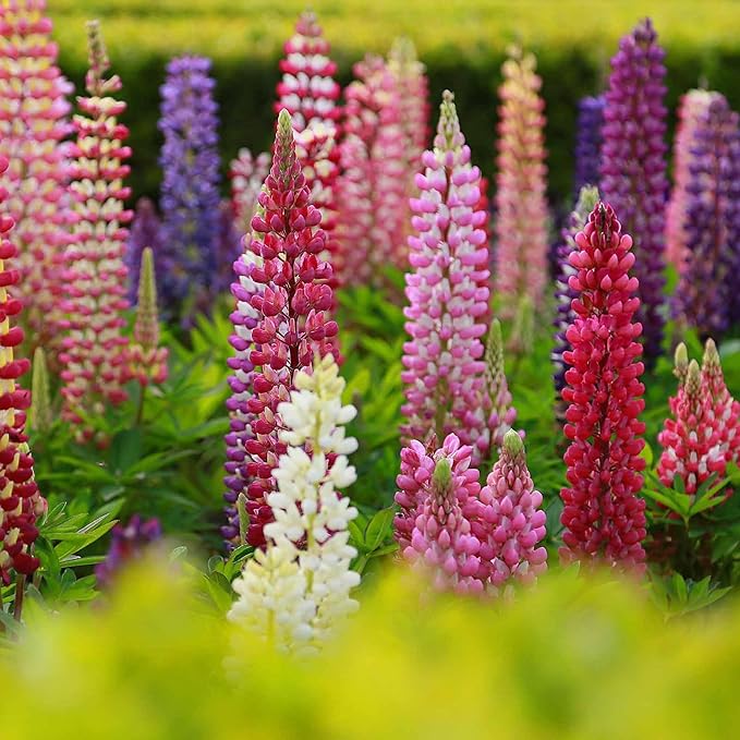 Lupine Russell Strain Mixture Seeds 0.25 Oz ~350 Seeds – Non-GMO, Heirloom, Perennial Wildflower for Gardens, Borders, Pollinator Habitats