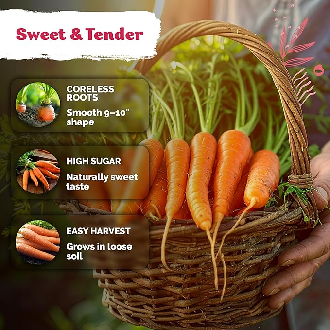 KVITER 3100 Tendersweet Carrot Seeds for Planting (Daucus carota) –Non GMO Vegetable Seeds for Outdoor Garden – Sweet Heirloom Carrots – Carrot Seed Packets for Home Garden, Beds, Containers
