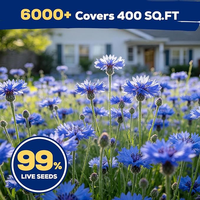 Bachelor Button Seeds, 6000+ Blue Cornflower Seeds, Wildflower Seeds for Planting Outdoor, Non-GMO Heirloom Seeds for Garden Pollinator, Low Maintenance Flower Seeds - Centaurea cyanus