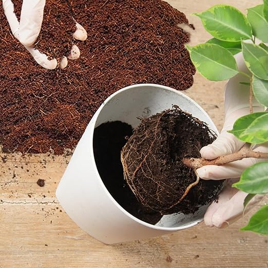 Home and Country Triple Washed Compressed Coco Coir Brick (20 LBS) - Coco Fiber is an Ideal Compost Starter for Your Home Garden. Coco Coir Bricks Provide Organic Alternative to Peat Moss for Plants.