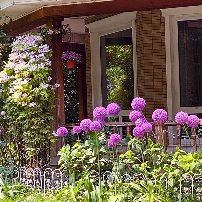 1000+ Purple Blue Rare Plant Flower Seed for Planting Giant Allium Seeds for Planting Globemaster Allium Giganteum Flower Seeds Outdoor Home Garden