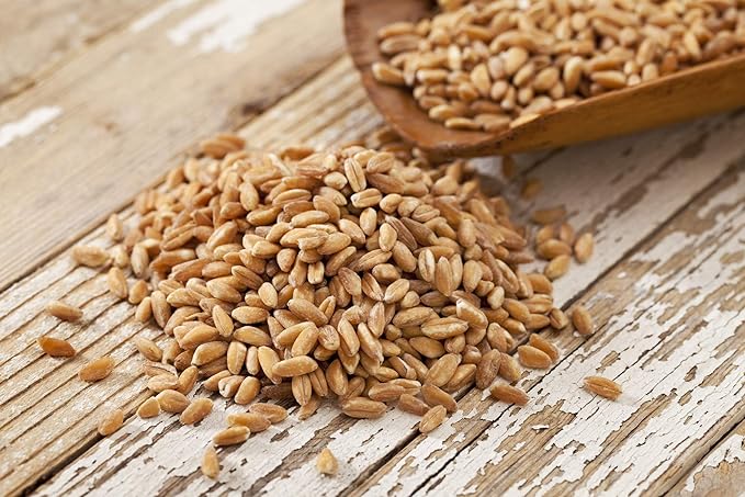 Fodder Seeds for Chickens (3 pounds), Pasture Grass Seed, Wheat Grass Seeds for Growing, Wheat Seeds for Fodder | Pampered Chicken Mama