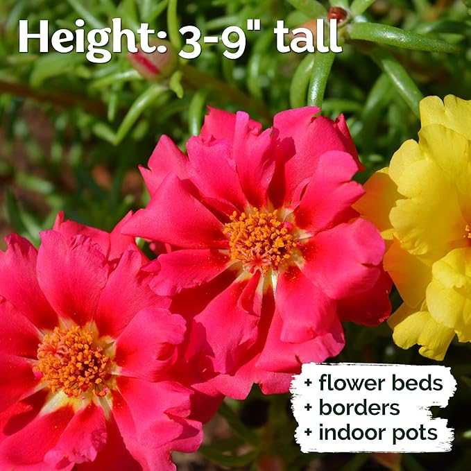 KVITER 2,000 Mix Double Moss Rose Seeds for Planting (Portulaca Grandiflora) - Non-GMO & Heirloom Ground Cover - Purslane Flower Seeds to Plant Outside, Beds & Yards & Flower Garden