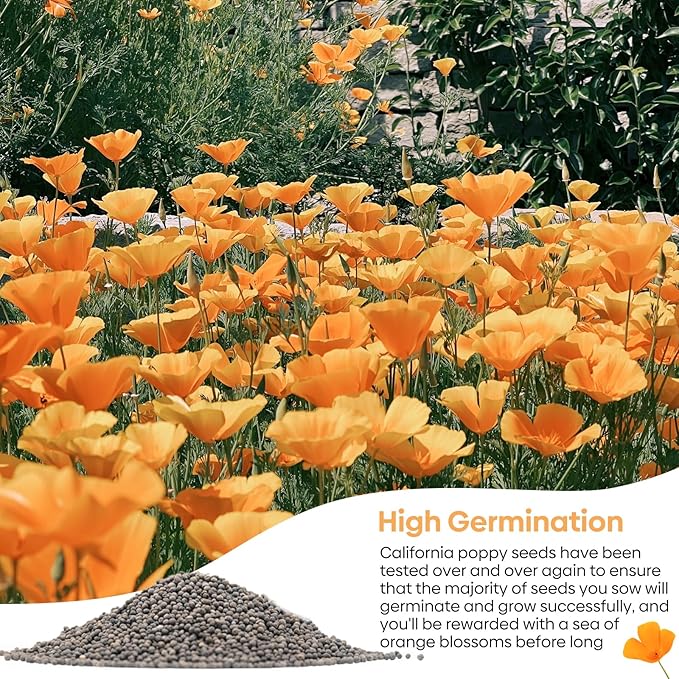 Groundio California Poppy Seeds, 1 Ounce Over 20000+ Seeds, Non-GMO | Heirloom | Sourced from USA- Eschscholzia Californica, USDA Zone 5-10