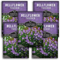 Survival Garden Seeds Tussock Bellflower Seed for Planting - 5 Packets with Instructions to Plant and Grow Campanula carpatica in Your Home Flower Garden - Non-GMO Heirloom