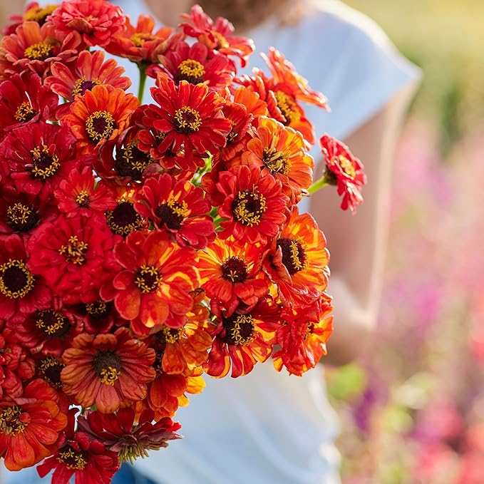 Eden Brothers Zinnia Seeds - Oriole, Non-GMO Seeds for Planting, 1 oz | Low-Maintenance Flower Seeds, Plant During Spring, Zones 3, 4, 5, 6, 7, 8, 9, 10