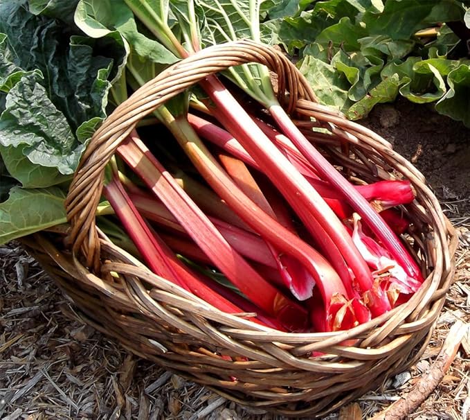 Rhubarb 'Victoria' Seeds – Perennial Vegetable (Rheum × hybridum) | Heirloom Variety, Tart Flavor, Cold-Hardy & Heavy-Yielding