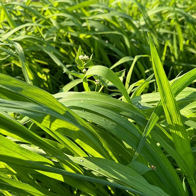 Whitetail Hill Waterfowl Blend Food Plot Seed Mix for Ducks, Geese, and Other Waterfowl, 1/4 Acre or 1 Acre, Flood It and Hunt It, Millets, Grain Sorghum, Buckwheat
