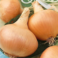 Organic Texas Grano 502 Onion Seeds - 2 g Packet ~500 Seeds - Heirloom, Non-GMO Vegetable Garden Seeds - Allium cepa