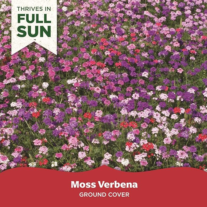 BloomingBulb Seed Mat - Easy to Plant and Grow Garden Seeds - Creates Fragrant, Vibrant Flower Garden (Mixed Verbena Groundcover)