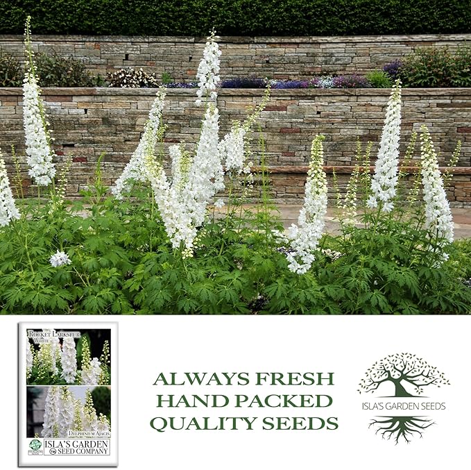 White Larkspur Rocket Flower Seeds (Delphinium ajacis) – 250+ Heirloom Non-GMO Seeds by Isla’s Garden Seeds, Tall Elegant Spikes, Cut Flower Garden Favorite, Cool-Season Annual Blooms, Gift Idea