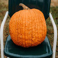 Howden Pumpkin - 25 Seeds - Heirloom & Open-Pollinated Variety, Easy-to-Grow, Non-GMO Vegetable Seeds for Planting Outdoors in The Home Garden, Thresh Seed Company