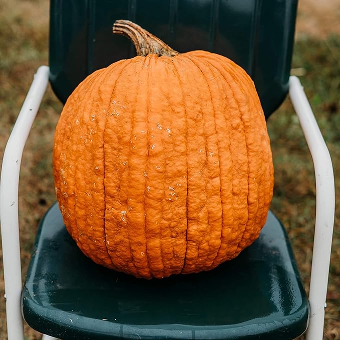 Howden Pumpkin - 25 Seeds - Heirloom & Open-Pollinated Variety, Easy-to-Grow, Non-GMO Vegetable Seeds for Planting Outdoors in The Home Garden, Thresh Seed Company