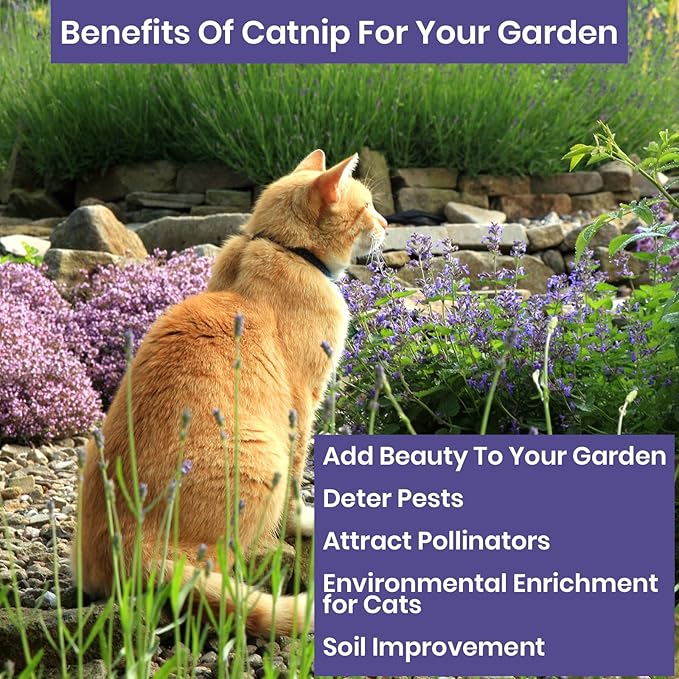 NatureZ Edge Catnip Seeds for Planting, 2200+ Herb Seeds, Indoor or Outdoor Growing, Cat Nip Seeds, Your Cat Will Love Them, Non-GMO