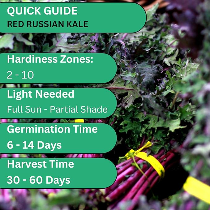 Woods Creek Seeds: Red Russian Kale Seeds for Planting - Over 480 Heirloom Non-GMO Kale Seeds for Planting Outdoors, Indoors or for Hydroponic Gardening - Ideal for Vegetable Gardening at Home