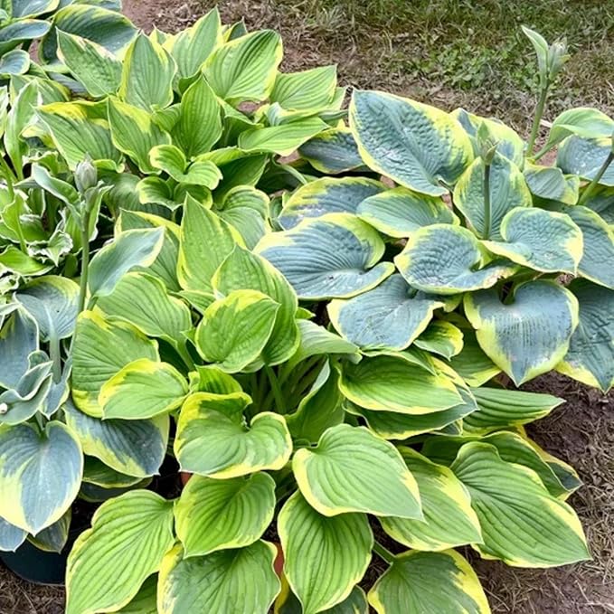 370+ Exotic Hosta Seeds for Planting, Perennial Heart-Shaped Hosta Bare Roots Leaves, Drought Tolerant Colorful Hosta Plants for Outdoor Garden