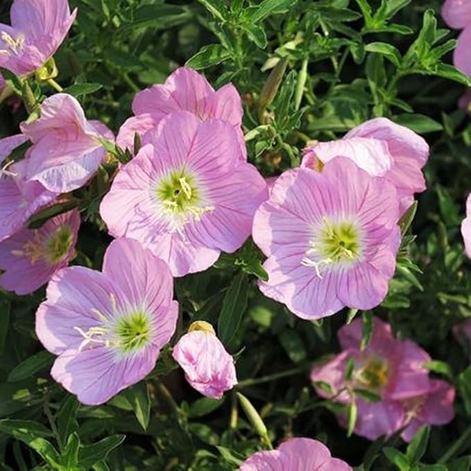Pansy Seeds for Planting, 8000pcs Perennial Viola Tricolor Pansy Flower Seeds, Non-GMO Heirloom Home Garden Cold Hardy Rare Blooms Beauty Flowers Plants for Outdoors Indoors