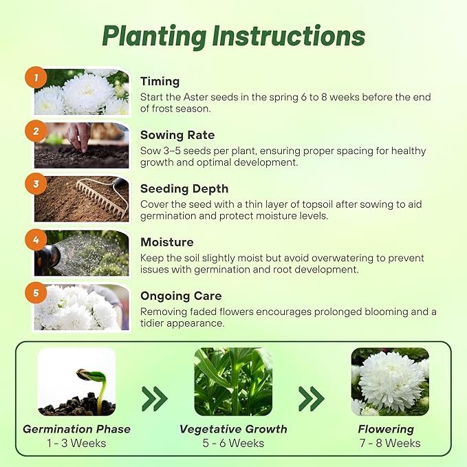 Outsidepride Paeony Aster Seeds - 1,000 Pcs Annual, Hardy & Pollinator Friendly Flower Seeds for Planting Vibrant Double Incurved White Petals, Ideal for Meadows & Aesthetic Gardens