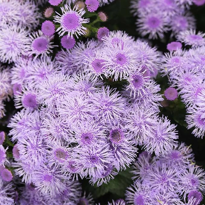 Ageratum - Blue Horizon Flower Garden Seeds - ~500 Seeds - Ageratum houstonianum