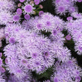 Ageratum - Blue Horizon Flower Garden Seeds - ~500 Seeds - Ageratum houstonianum