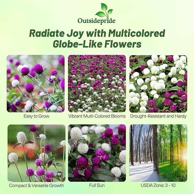 Outsidepride Mixed Gomphrena Seeds - 2000 Pcs Annual, Heat & Drought Tolerant, Pollinator Friendly Globe Amaranth Seeds for Planting w/Vibrant Round Blooms for Beds, Borders, and Arrangements
