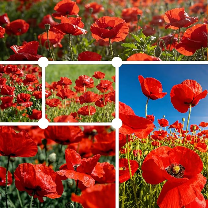 California Poppy Seeds for Planting, Red Poppy Flower Seeds, Bulk 50,000+ Seeds (1.76 oz), Easy to Grow, California State Flower for Garden