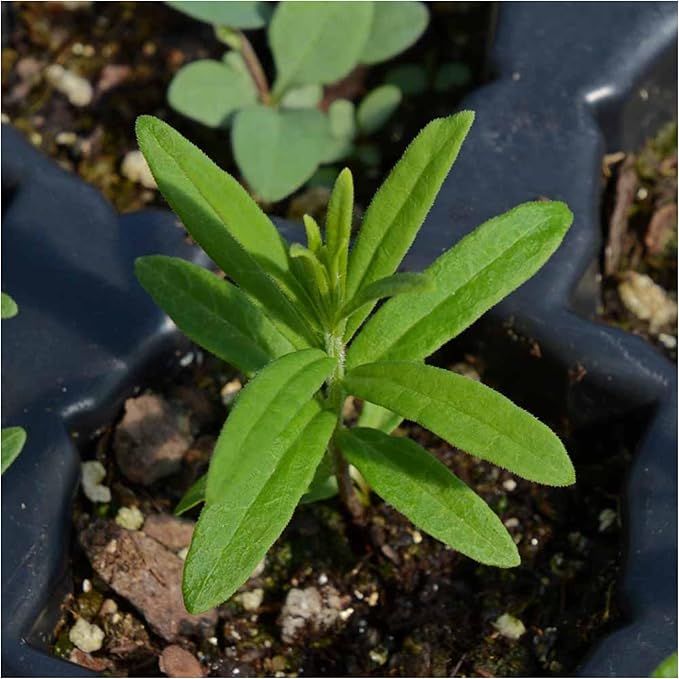 Seed Needs Milkweed Seeds for Planting Butterfly Orange/Common Pink Asclepias Flowers - Heirloom Wildflowers to Attract Monarch Butterflies to a Butterfly Garden