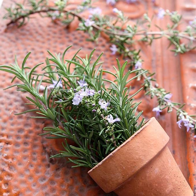 Rosemary Seeds - 1000 Seeds - Heirloom Herbs Garden Seeds - Non-GMO Culinary Herb Gardening - Ornamental and Edible Perennial